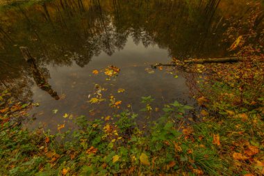 Orman Gölü sıcak ve güzel sonbaharda. Rusya Federasyonu. Yüksek kalite fotoğraf