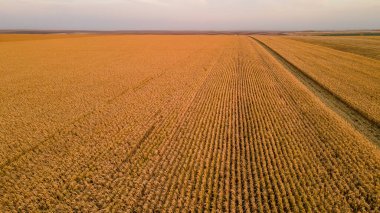 Olgun mısır tarlaları. hava fotoğrafçılığı