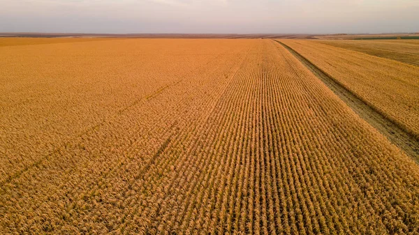 Campos de milho maduro. fotografia aérea — Fotografia de Stock