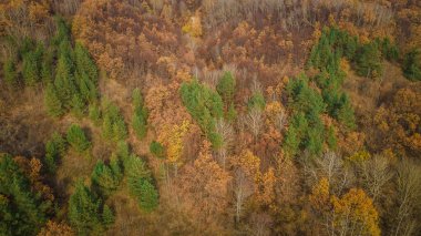 Rusya Federasyonu 'nun sonbahar ormanı. Yüksek kalite fotoğraf