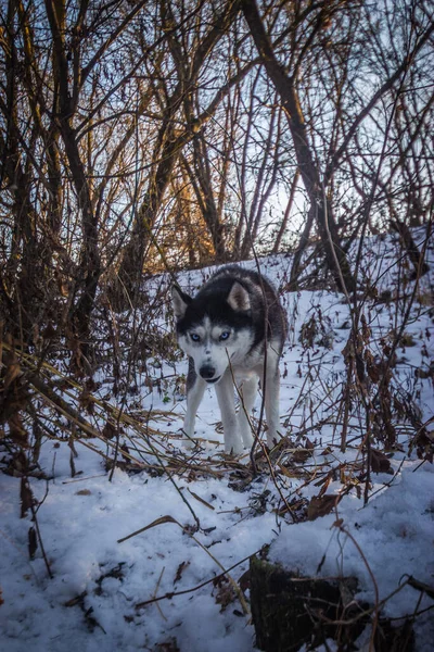 Szibériai Husky Kutya Sétál Téli Erdőben Kiváló Minőségű Fénykép — Stock Fotó