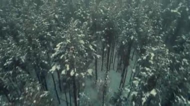 Kışın sislerin içinde bir çam ormanının üzerinde uçarken