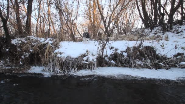 Cão husky siberiano no rio de inverno — Vídeo de Stock