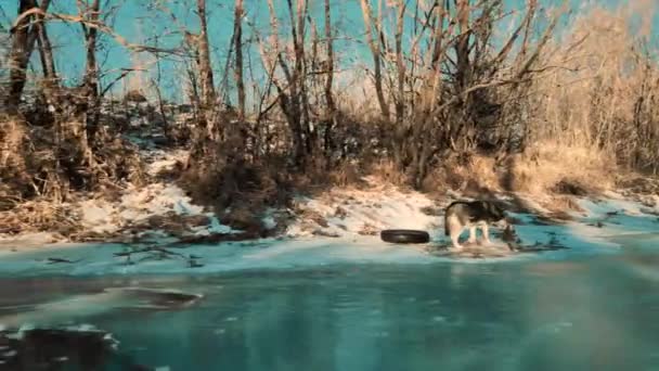冬江上的西伯利亚哈士奇犬 — 图库视频影像