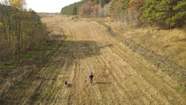 Ragazzo Cammina Con Cani Della Razza Siberiana Husky Della Federazione — Video Stock