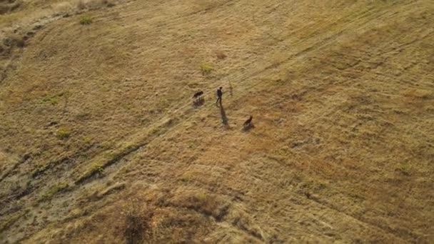 Tipo Pasea Con Perros Raza Husky Siberiana Federación Rusia — Vídeo de stock