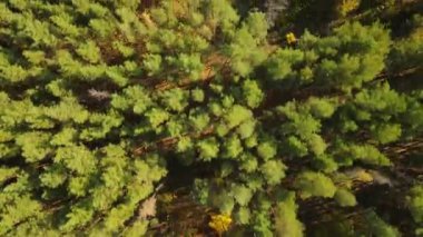 Rusya Federasyonu 'nun sonbahar ormanı.