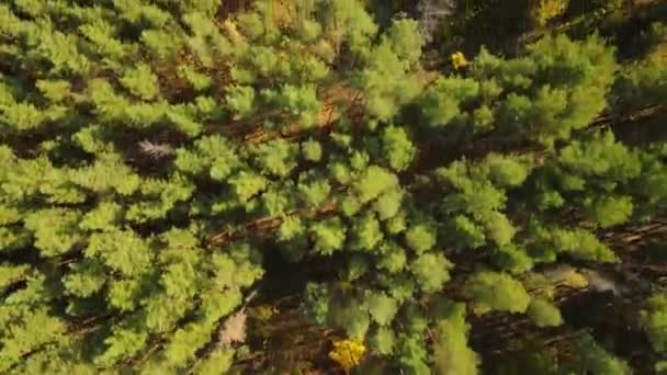 Bosque Otoño Naturaleza Federación Rusa — Vídeos de Stock