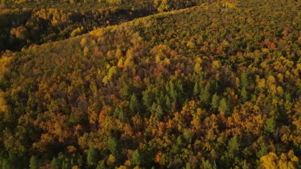 Bos Herfst Natuur Van Russische Federatie — Stockvideo