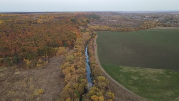 Bosque Otoño Naturaleza Federación Rusa — Vídeos de Stock