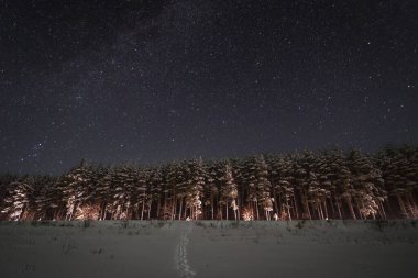 Kış çam ormanı üstüne kar yağışı. Samanyolu 'nun yıldız manzarası. Yüksek kalite fotoğraf