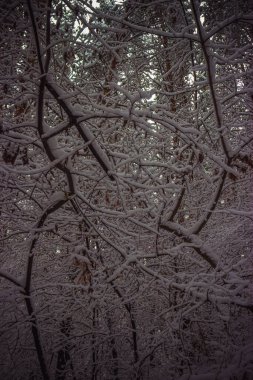 Kardan sonra kış çamı ormanı. Yüksek kalite fotoğraf