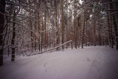 Kardan sonra kış çamı ormanı. Yüksek kalite fotoğraf
