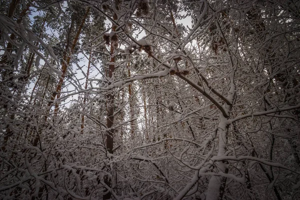 Vinter Tallskog Efter Snöfall Högkvalitativt Foto — Stockfoto