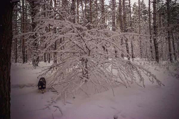 Vinter Tallskog Efter Snöfall Högkvalitativt Foto — Stockfoto