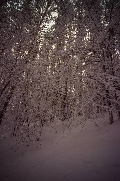 Floresta Pinheiros Inverno Depois Neve Foto Alta Qualidade — Fotografia de Stock