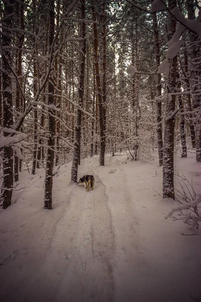 Vinter Tallskog Efter Snöfall Högkvalitativt Foto — Stockfoto