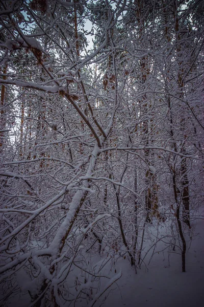 Floresta Pinheiros Inverno Depois Neve Foto Alta Qualidade — Fotografia de Stock