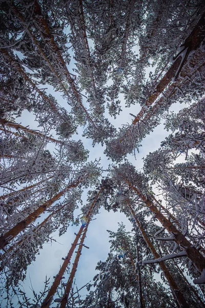 Floresta Pinheiros Inverno Depois Neve Foto Alta Qualidade — Fotografia de Stock