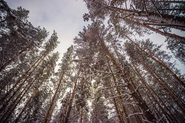 Floresta Pinheiros Inverno Depois Neve Foto Alta Qualidade — Fotografia de Stock