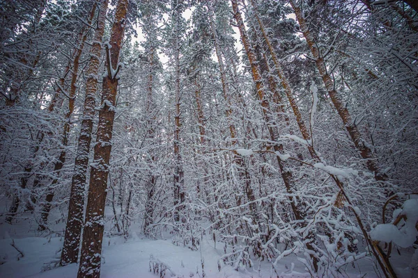 Floresta Pinheiros Inverno Depois Neve Foto Alta Qualidade — Fotografia de Stock