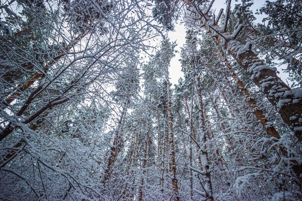 Floresta Pinheiros Inverno Depois Neve Foto Alta Qualidade — Fotografia de Stock