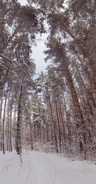 Floresta Pinheiros Inverno Depois Neve Foto Alta Qualidade — Fotografia de Stock