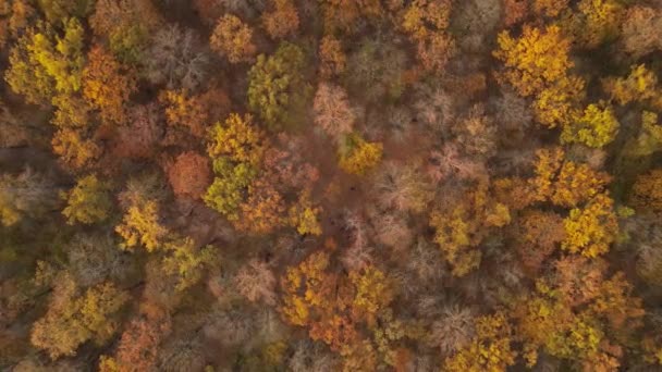 Lesní Podzimní Příroda Ruské Federace — Stock video