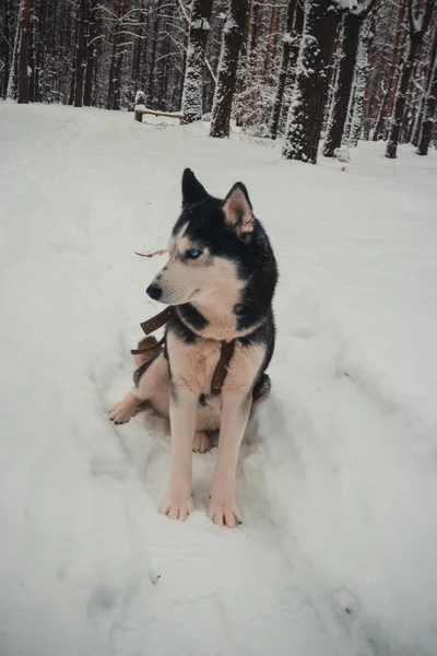 Raça Cão Husky Siberiano Chamado Maggie Caminha Floresta Inverno Foto — Fotografia de Stock