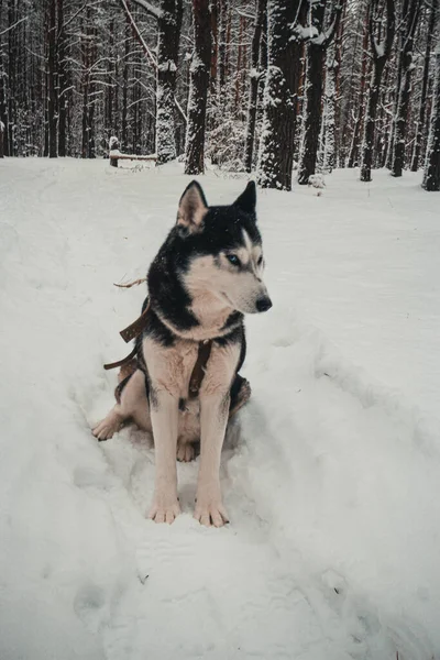 犬种西伯利亚哈士奇 名叫麦琪 冬天在树林里散步 高质量的照片 — 图库照片