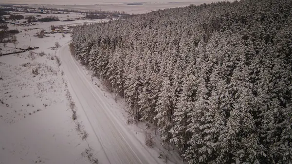 Winterkiefernwald in der Landschaft der Region Penza — Stockfoto