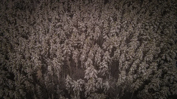 Téli fenyvesek vidéken a Penza régióban — Stock Fotó