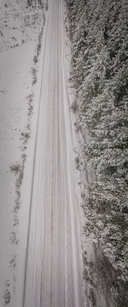 Winter pine forest in the countryside of the Penza region — Stock Photo, Image