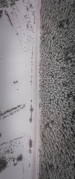 Floresta de pinheiros de inverno no campo da região de Penza — Fotografia de Stock