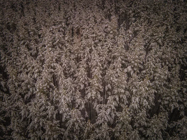 Floresta de pinheiros de inverno no campo da região de Penza — Fotografia de Stock