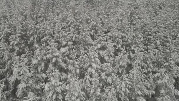 Vliegen op een quadrocopter en in een sneeuwval boven een dennenbos — Stockvideo