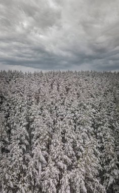 Penza bölgesinin kırsal kesiminde kış çam ormanı. Yüksek kalite fotoğraf
