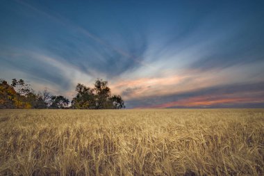 Kırsalda bir tahıl tarlasında yaz manzarası. Yüksek kalite fotoğraf