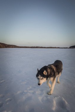Sibirya Husky köpeği Maggie soğuk Rusya 'da yaşıyor.