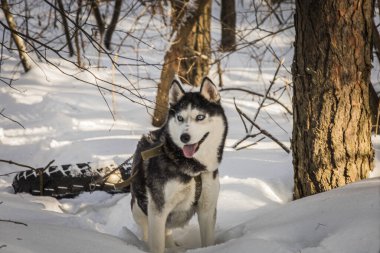 Sibirya Husky köpeği Maggie soğuk Rusya 'da yaşıyor.