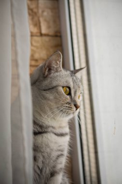 Bir İngiliz kedisi. Yemekten sonra dinleniyor. Yüksek kalite fotoğraf