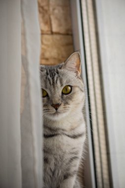 Bir İngiliz kedisi. Yemekten sonra dinleniyor. Yüksek kalite fotoğraf