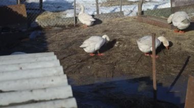 timelapse of geese in the poultry yard