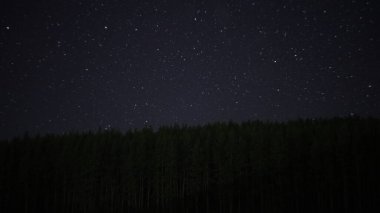starry sky over a pine forest in a Russian village. High quality photo