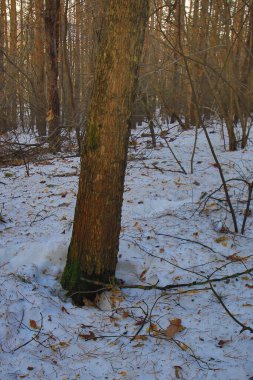 Ormandaki ağaç yeşil yosunlarla kaplı.