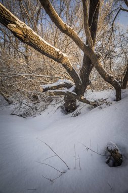 Penza bölgesinin kışın kırsal kesiminin fotoğrafları. Yüksek kalite fotoğraf
