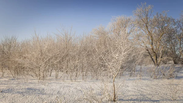 Fotografia Região Penza Área Rural Inverno Foto Alta Qualidade — Fotografia de Stock