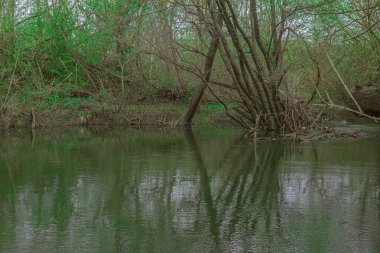 Rusya 'nın bahar nehri doğası. Yüksek kalite fotoğraf