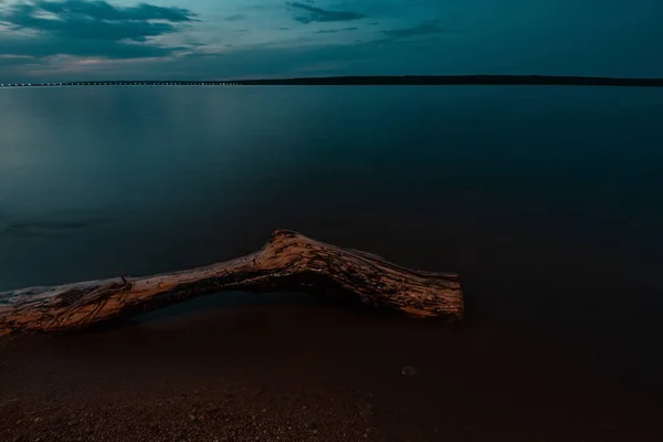 Parte Del Árbol Encuentra Playa Foto Alta Calidad — Foto de Stock