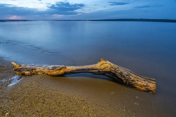 Parte Del Árbol Encuentra Playa Foto Alta Calidad — Foto de Stock